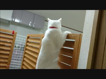 １メートル25センチの壁を余裕で登り冷蔵庫の奥に消えていく忍者猫