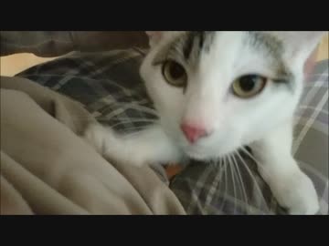 代わりばんこにやって来る猫をモフモフ