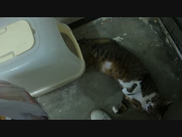 アウトドアをやろう！「ワームで根魚を探り釣りするぞ！」 in 八丈島