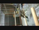 【オカメインコ】ぴーちゃんねむねむｚｚｚ【ぴーちゃん】