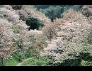 【失敗すら】蒼空に舞え、墨染の桜 」を歌ってみた【快感に】