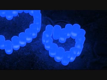 会いたくて　会いたくて　【VOCALOIDカバー曲】　初音ミク
