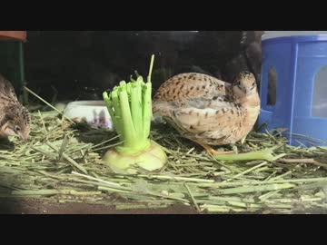 大根vsヒメウズラ