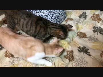 初めて湯たんぽと遭遇した猫たちの反応やいかに・・・