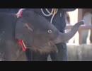 人工哺育の赤ちゃんゾウのお披露目