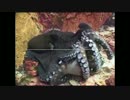 タコの闘いを見た海外の反応が・・・【触手ポルノ】