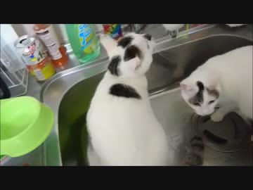 まだ片付いてない部屋を自由に探索する猫姉妹