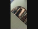 チラッ→にゃあ
