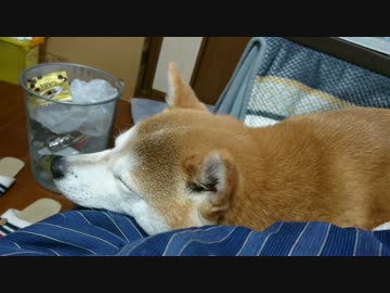 シバイヌとダイニングコタツ