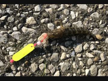 釣り動画ロマンを求めて　21釣目（川崎浮島つり園）