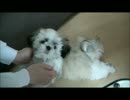 【ししまる 016】 ダニ・ノミ駆除薬をつけてみた