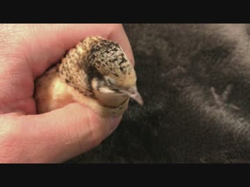 今日もヒメウズラをマッサージしてみた