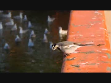 【ゆっくりマグナ５０】酉年だけに、鳥撮ってきた！【猫もあります倍速