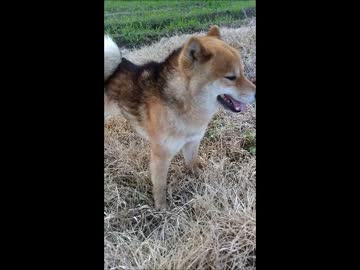 しんちゃんと野良柴犬ちゃん
