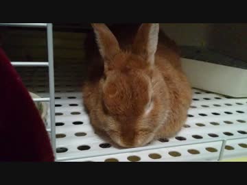 うちのうさぎがうとうとしたようです。