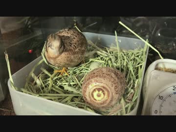 似てると言われたので里芋とヒメウズラを比べてみた