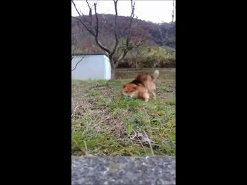 迷子柴犬ちゃん動画詰め合わせ