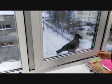 ロシアでカラスに餌を与えようとしたら・・・