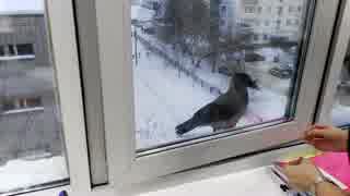 ロシアでカラスに餌を与えようとしたら・・・