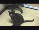 猫「トイレ掃除しといてにゃ」　執事「はい・・・」