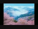 04 桜-sakura-