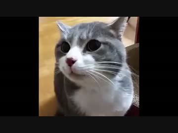 猫vsおじさん(2016.11.16)
