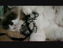 マスク猫とマスク