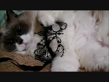 マスク猫とマスク