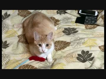 【新春猫どっきり！】飼い主の外出中に他の猫の声が聞こえてきたら？