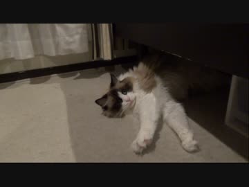 魔法の言葉で簡単に操られる猫　【レオしじみVol.40】