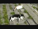 実は親子だった２匹の野良猫