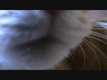 拾いねこ＠生後1647/1614日目　なんか昨日も同じ構図だった気が・・ｗ