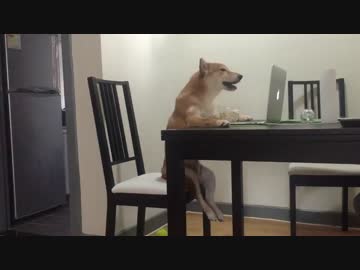 おれらが柴犬だったら