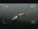 【衝撃映像】川を泳ぐ謎の巨大生物【UMA】
