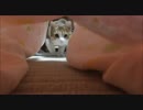 猫の本能をくすぐってみた。