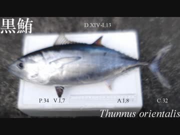 【極貧レシピNo141】くろまぐろの握り寿司[土佐スペシャル⑥]