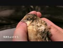 我が家のヒメウズラちゃん紹介（里芋もあるよ）