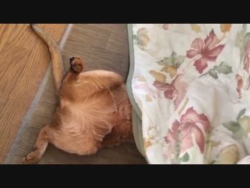 コタツで死んだように眠る猫