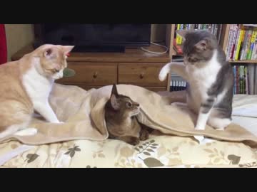 先　輩　い　じ　め　猫　兄　弟