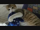 ぬいぐるみと面倒そうに遊ぶ猫。