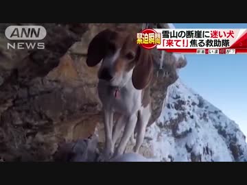 雪山の断崖に迷い犬　救助隊が出動も・・・意外な結末