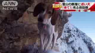 雪山の断崖に迷い犬　救助隊が出動も・・・意外な結末