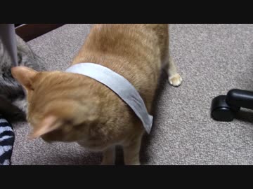 拾いねこ＠生後1649/1616日目　紐好きだねー。