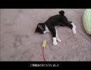 某猫カフェの日常その15♪
