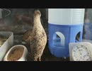 【４秒動画】ヒメウズラの首が伸びた瞬間