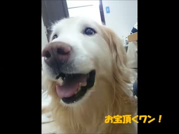 WANKO疾風伝　~怪盗犬~　2017新年