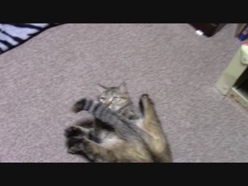 拾いねこ＠生後1650/1617日目　足与えてないのになんでやｗ