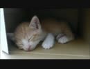 赤ちゃん猫「起こさないで～」zzz
