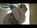 グルーミング猫