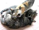 これが本当のねこ鍋？